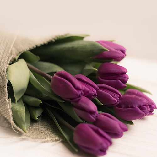 Stunning Bouquet of 10 Purple Tulips